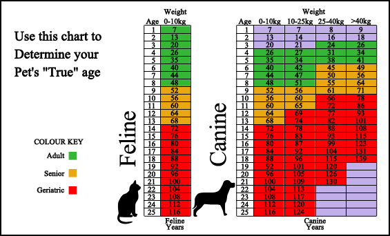 Enchanted Oaks Animal Hospital - Surveillance Screening