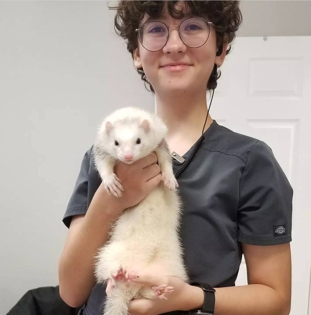 ferret